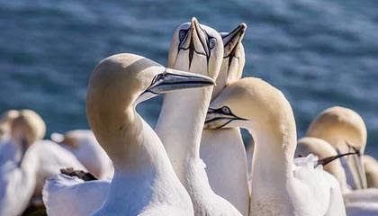 世界杯官方入口说明-网口占优天津轻松扫辽宁 朱婷王艺竹撑起右翼火力