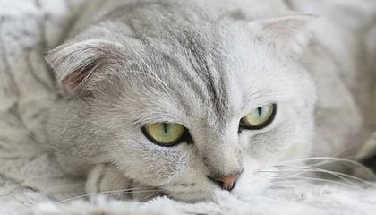 世界杯直播app下载安装-过来人？球爹告诫儿子：NBA球员永远不会遇到好姑娘